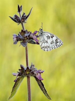 <i class='fa fa-user'></i>&nbsp;Mignon-Creative&nbsp;|  Dambordje&nbsp; <i class='fa fa-eye'>&nbsp;83</i> &nbsp;<i class='fa fa-thumbs-up'>&nbsp;7</i> &nbsp; <i class='fa fa-comment-o'>&nbsp;4</i>