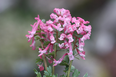 <i class='fa fa-user'></i>&nbsp;Paul Vandebroek&nbsp;|  Vingerhelmbloem&nbsp; <i class='fa fa-eye'>&nbsp;69</i> &nbsp;<i class='fa fa-thumbs-up'>&nbsp;4</i> &nbsp; <i class='fa fa-comment-o'>&nbsp;4</i>