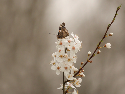<i class='fa fa-user'></i>&nbsp;Jurgen Maassen&nbsp;|  Atalanta&nbsp; <i class='fa fa-eye'>&nbsp;68</i> &nbsp;<i class='fa fa-thumbs-up'>&nbsp;3</i> &nbsp; <i class='fa fa-comment-o'>&nbsp;3</i>