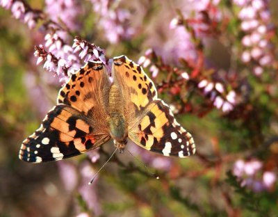 Er vlogen veel vlinders rond bij de heide, zo ook deze distelvlinder. Er werd weinig geposeerd, daar was geen tijd voor.