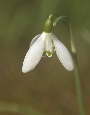 <i class='fa fa-user'></i>&nbsp;rixte&nbsp;|  Gewoon Sneeuwklokje&nbsp; <i class='fa fa-eye'>&nbsp;54</i> &nbsp;<i class='fa fa-thumbs-up'>&nbsp;1</i> &nbsp; <i class='fa fa-comment-o'>&nbsp;2</i>