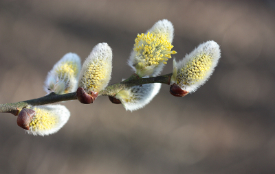 <i class='fa fa-user'></i>&nbsp;Paul Vandebroek&nbsp;|  Boswilg&nbsp; <i class='fa fa-eye'>&nbsp;61</i> &nbsp;<i class='fa fa-thumbs-up'>&nbsp;3</i> &nbsp; <i class='fa fa-comment-o'>&nbsp;5</i>