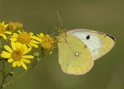 <i class='fa fa-user'></i>&nbsp;Mignon-Creative&nbsp;|  Gele Luzernevlinder&nbsp; <i class='fa fa-eye'>&nbsp;64</i> &nbsp;<i class='fa fa-thumbs-up'>&nbsp;3</i> &nbsp; <i class='fa fa-comment-o'>&nbsp;4</i>