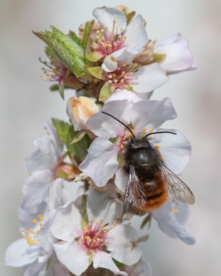 <i class='fa fa-user'></i>&nbsp;Johan van Gurp&nbsp;|  Gehoornde Metselbij&nbsp; <i class='fa fa-eye'>&nbsp;61</i> &nbsp;<i class='fa fa-thumbs-up'>&nbsp;1</i> &nbsp; <i class='fa fa-comment-o'>&nbsp;2</i>