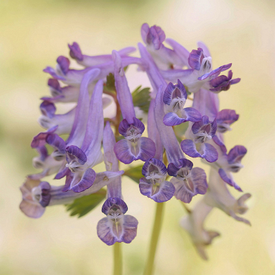 <i class='fa fa-user'></i>&nbsp;Nel R&nbsp;|  Vingerhelmbloem&nbsp; <i class='fa fa-eye'>&nbsp;73</i> &nbsp;<i class='fa fa-thumbs-up'>&nbsp;3</i> &nbsp; <i class='fa fa-comment-o'>&nbsp;2</i>