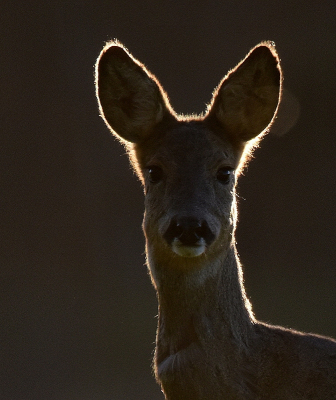 <i class='fa fa-user'></i>&nbsp;robert-jan&nbsp;|  Ree&nbsp; <i class='fa fa-eye'>&nbsp;121</i> &nbsp;<i class='fa fa-thumbs-up'>&nbsp;8</i> &nbsp; <i class='fa fa-comment-o'>&nbsp;11</i>