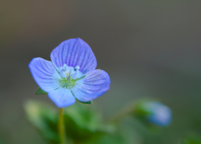 <i class='fa fa-user'></i>&nbsp;janvangastel&nbsp;|  Grote Ereprijs&nbsp; <i class='fa fa-eye'>&nbsp;59</i> &nbsp; <i class='fa fa-comment-o'>&nbsp;2</i>