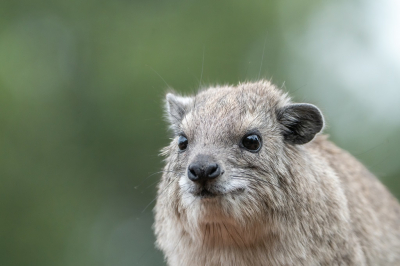 <i class='fa fa-user'></i>&nbsp;harrie69&nbsp;|  Kaapse Klipdas&nbsp; <i class='fa fa-eye'>&nbsp;71</i> &nbsp; <i class='fa fa-comment-o'>&nbsp;1</i>