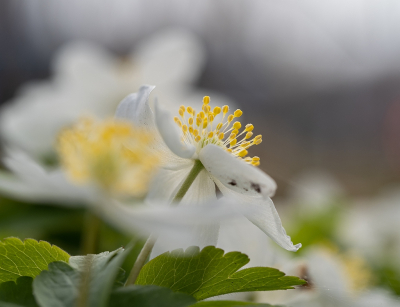 <i class='fa fa-user'></i>&nbsp;Tim Oord&nbsp;|  Bosanemoon&nbsp; <i class='fa fa-eye'>&nbsp;61</i> &nbsp;<i class='fa fa-thumbs-up'>&nbsp;2</i> &nbsp; <i class='fa fa-comment-o'>&nbsp;2</i>