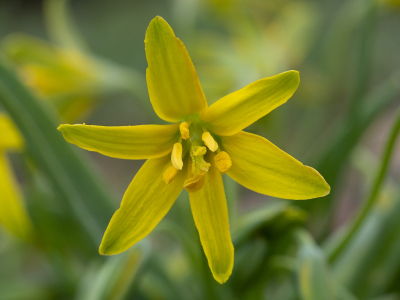 <i class='fa fa-user'></i>&nbsp;Tim Oord&nbsp;|  Bosgeelster&nbsp; <i class='fa fa-eye'>&nbsp;65</i> &nbsp; <i class='fa fa-comment-o'>&nbsp;3</i>