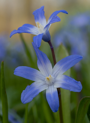 <i class='fa fa-user'></i>&nbsp;Tim Oord&nbsp;|  Grote Sneeuwroem&nbsp; <i class='fa fa-eye'>&nbsp;64</i> &nbsp;<i class='fa fa-thumbs-up'>&nbsp;1</i> &nbsp; <i class='fa fa-comment-o'>&nbsp;1</i>