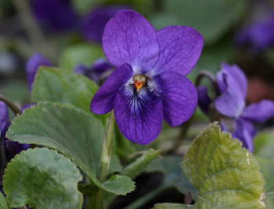 <i class='fa fa-user'></i>&nbsp;Ad Sprang&nbsp;|  Maarts Viooltje&nbsp; <i class='fa fa-eye'>&nbsp;101</i> &nbsp;<i class='fa fa-thumbs-up'>&nbsp;2</i> &nbsp; <i class='fa fa-comment-o'>&nbsp;10</i>