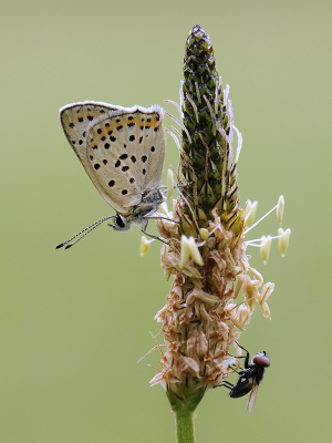 <i class='fa fa-user'></i>&nbsp;Mignon-Creative&nbsp;|  Bruine Vuurvlinder&nbsp; <i class='fa fa-eye'>&nbsp;79</i> &nbsp;<i class='fa fa-thumbs-up'>&nbsp;9</i> &nbsp; <i class='fa fa-comment-o'>&nbsp;5</i>