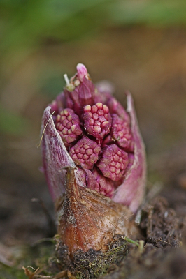 <i class='fa fa-user'></i>&nbsp;Cor&nbsp;|  Groot Hoefblad&nbsp; <i class='fa fa-eye'>&nbsp;107</i> &nbsp;<i class='fa fa-thumbs-up'>&nbsp;11</i> &nbsp; <i class='fa fa-comment-o'>&nbsp;11</i>