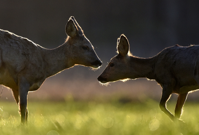 <i class='fa fa-user'></i>&nbsp;robert-jan&nbsp;|  Ree&nbsp; <i class='fa fa-eye'>&nbsp;128</i> &nbsp;<i class='fa fa-thumbs-up'>&nbsp;10</i> &nbsp; <i class='fa fa-comment-o'>&nbsp;4</i>