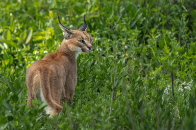 <i class='fa fa-user'></i>&nbsp;harrie69&nbsp;|  Caracal&nbsp; <i class='fa fa-eye'>&nbsp;153</i> &nbsp;<i class='fa fa-thumbs-up'>&nbsp;7</i> &nbsp; <i class='fa fa-comment-o'>&nbsp;6</i>