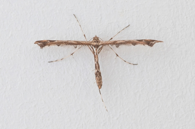 <i class='fa fa-user'></i>&nbsp;Johan van Gurp&nbsp;|  Scherphoekvedermot&nbsp; <i class='fa fa-eye'>&nbsp;78</i> &nbsp;<i class='fa fa-thumbs-up'>&nbsp;4</i> &nbsp; <i class='fa fa-comment-o'>&nbsp;6</i>