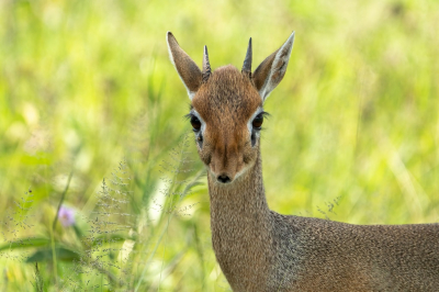 <i class='fa fa-user'></i>&nbsp;harrie69&nbsp;|  Kirks Dikdik&nbsp; <i class='fa fa-eye'>&nbsp;88</i> &nbsp; <i class='fa fa-comment-o'>&nbsp;1</i>