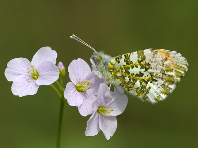 <i class='fa fa-user'></i>&nbsp;Mignon-Creative&nbsp;|  Oranjetipje&nbsp; <i class='fa fa-eye'>&nbsp;147</i> &nbsp;<i class='fa fa-thumbs-up'>&nbsp;10</i> &nbsp; <i class='fa fa-comment-o'>&nbsp;7</i>