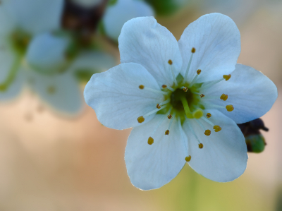 <i class='fa fa-user'></i>&nbsp;janvangastel&nbsp;|  Sleedoorn&nbsp; <i class='fa fa-eye'>&nbsp;69</i> &nbsp; <i class='fa fa-comment-o'>&nbsp;7</i>