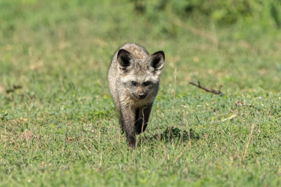 <i class='fa fa-user'></i>&nbsp;harrie69&nbsp;|  Grootoorvos of Lepelhond&nbsp; <i class='fa fa-eye'>&nbsp;98</i> &nbsp;<i class='fa fa-thumbs-up'>&nbsp;1</i> &nbsp; <i class='fa fa-comment-o'>&nbsp;7</i>