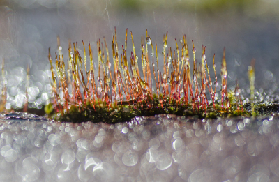 <i class='fa fa-user'></i>&nbsp;Truus Aletta Maan&nbsp;|  Gewoon Purpersteeltje&nbsp; <i class='fa fa-eye'>&nbsp;214</i> &nbsp;<i class='fa fa-thumbs-up'>&nbsp;15</i> &nbsp; <i class='fa fa-comment-o'>&nbsp;12</i>