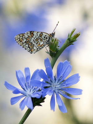 <i class='fa fa-user'></i>&nbsp;Mignon-Creative&nbsp;|  Knoopkruidparelmoervlinder&nbsp; <i class='fa fa-eye'>&nbsp;71</i> &nbsp;<i class='fa fa-thumbs-up'>&nbsp;4</i> &nbsp; <i class='fa fa-comment-o'>&nbsp;2</i>