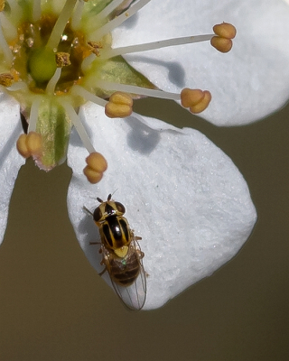 <i class='fa fa-user'></i>&nbsp;Johan van Gurp&nbsp;|  Halmvliegje sp.&nbsp; <i class='fa fa-eye'>&nbsp;48</i> &nbsp; <i class='fa fa-comment-o'>&nbsp;1</i>