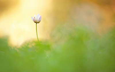 <i class='fa fa-user'></i>&nbsp;Pieter  LJ&nbsp;|  Bosanemoon&nbsp; <i class='fa fa-eye'>&nbsp;82</i> &nbsp;<i class='fa fa-thumbs-up'>&nbsp;6</i> &nbsp; <i class='fa fa-comment-o'>&nbsp;6</i>