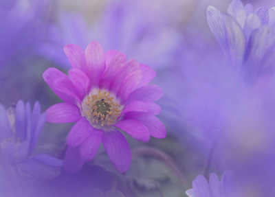 <i class='fa fa-user'></i>&nbsp;Nel R&nbsp;|  Blauwe Anemoon&nbsp; <i class='fa fa-eye'>&nbsp;86</i> &nbsp;<i class='fa fa-thumbs-up'>&nbsp;11</i> &nbsp; <i class='fa fa-comment-o'>&nbsp;10</i>