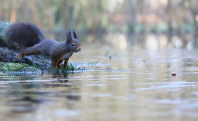 <i class='fa fa-user'></i>&nbsp;Ruben de Bruijn&nbsp;|  Eekhoorn&nbsp; <i class='fa fa-eye'>&nbsp;62</i> &nbsp;<i class='fa fa-thumbs-up'>&nbsp;3</i> &nbsp; <i class='fa fa-comment-o'>&nbsp;5</i>