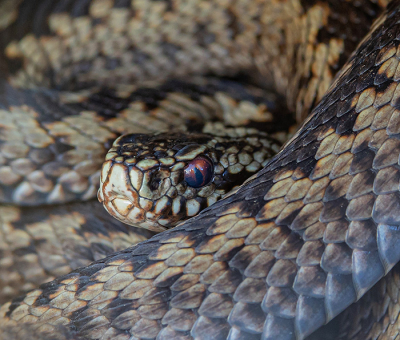 <i class='fa fa-user'></i>&nbsp;Tom&nbsp;|  Adder&nbsp; <i class='fa fa-eye'>&nbsp;104</i> &nbsp;<i class='fa fa-thumbs-up'>&nbsp;6</i> &nbsp; <i class='fa fa-comment-o'>&nbsp;5</i>