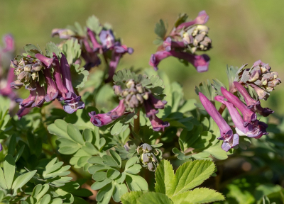 <i class='fa fa-user'></i>&nbsp;Tim Oord&nbsp;|  Vingerhelmbloem&nbsp; <i class='fa fa-eye'>&nbsp;58</i> &nbsp; <i class='fa fa-comment-o'>&nbsp;2</i>