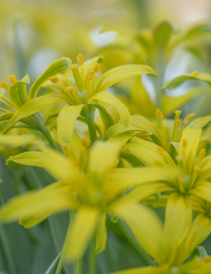 <i class='fa fa-user'></i>&nbsp;Tim Oord&nbsp;|  Bosgeelster&nbsp; <i class='fa fa-eye'>&nbsp;43</i> &nbsp;<i class='fa fa-thumbs-up'>&nbsp;1</i> &nbsp; <i class='fa fa-comment-o'>&nbsp;1</i>