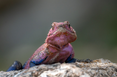 <i class='fa fa-user'></i>&nbsp;harrie69&nbsp;|  Kolonistenagame&nbsp; <i class='fa fa-eye'>&nbsp;56</i> &nbsp;<i class='fa fa-thumbs-up'>&nbsp;1</i> &nbsp; <i class='fa fa-comment-o'>&nbsp;2</i>