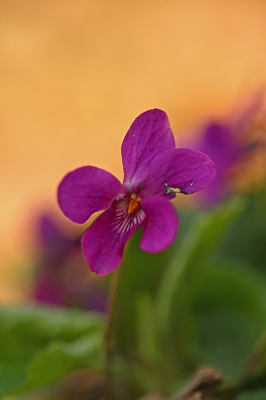 <i class='fa fa-user'></i>&nbsp;Cor&nbsp;|  Maarts Viooltje&nbsp; <i class='fa fa-eye'>&nbsp;54</i> &nbsp;<i class='fa fa-thumbs-up'>&nbsp;1</i> &nbsp; <i class='fa fa-comment-o'>&nbsp;5</i>