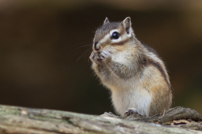<i class='fa fa-user'></i>&nbsp;henksteen&nbsp;|  Siberische Grondeekhoorn&nbsp; <i class='fa fa-eye'>&nbsp;108</i> &nbsp;<i class='fa fa-thumbs-up'>&nbsp;3</i> &nbsp; <i class='fa fa-comment-o'>&nbsp;10</i>