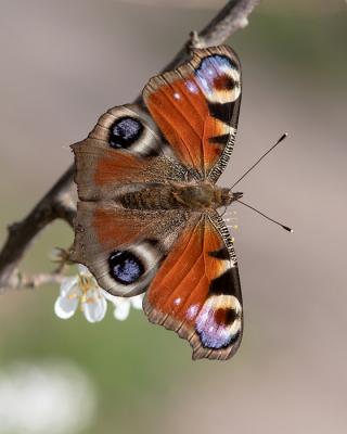 <i class='fa fa-user'></i>&nbsp;Johan van Gurp&nbsp;|  Dagpauwoog&nbsp; <i class='fa fa-eye'>&nbsp;61</i> &nbsp;<i class='fa fa-thumbs-up'>&nbsp;5</i> &nbsp; <i class='fa fa-comment-o'>&nbsp;5</i>