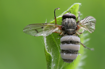 <i class='fa fa-user'></i>&nbsp;Robert Rodenburg&nbsp;|  Entomophthora muscae&nbsp; <i class='fa fa-eye'>&nbsp;112</i> &nbsp;<i class='fa fa-thumbs-up'>&nbsp;6</i> &nbsp; <i class='fa fa-comment-o'>&nbsp;7</i>