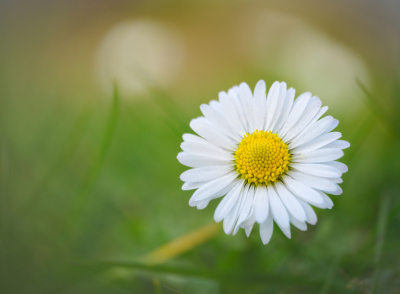 <i class='fa fa-user'></i>&nbsp;janvangastel&nbsp;|  Madeliefje&nbsp; <i class='fa fa-eye'>&nbsp;45</i> &nbsp;<i class='fa fa-thumbs-up'>&nbsp;1</i> &nbsp; <i class='fa fa-comment-o'>&nbsp;3</i>