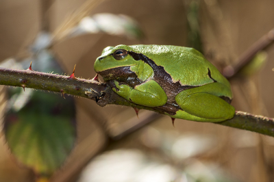 <i class='fa fa-user'></i>&nbsp;Bertus&nbsp;|  Europese Boomkikker&nbsp; <i class='fa fa-eye'>&nbsp;81</i> &nbsp;<i class='fa fa-thumbs-up'>&nbsp;2</i> &nbsp; <i class='fa fa-comment-o'>&nbsp;3</i>