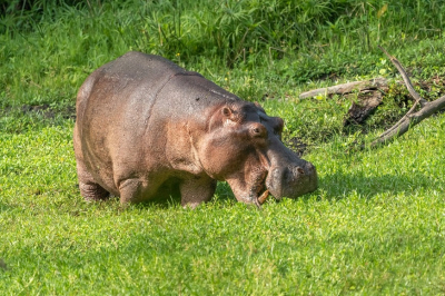 <i class='fa fa-user'></i>&nbsp;harrie69&nbsp;|  Nijlpaard&nbsp; <i class='fa fa-eye'>&nbsp;53</i> &nbsp; <i class='fa fa-comment-o'>&nbsp;5</i>