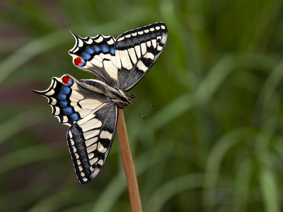 <i class='fa fa-user'></i>&nbsp;Mignon-Creative&nbsp;|  Koninginnenpage&nbsp; <i class='fa fa-eye'>&nbsp;81</i> &nbsp;<i class='fa fa-thumbs-up'>&nbsp;4</i> &nbsp; <i class='fa fa-comment-o'>&nbsp;4</i>