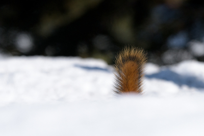 <i class='fa fa-user'></i>&nbsp;Jan Luit&nbsp;|  Amerikaanse Rode Eekhoorn&nbsp; <i class='fa fa-eye'>&nbsp;86</i> &nbsp;<i class='fa fa-thumbs-up'>&nbsp;2</i> &nbsp; <i class='fa fa-comment-o'>&nbsp;4</i>