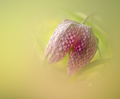 <i class='fa fa-user'></i>&nbsp;janvangastel&nbsp;|  Wilde Kievitsbloem&nbsp; <i class='fa fa-eye'>&nbsp;75</i> &nbsp;<i class='fa fa-thumbs-up'>&nbsp;5</i> &nbsp; <i class='fa fa-comment-o'>&nbsp;8</i>