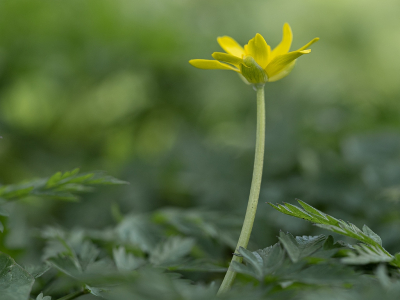 <i class='fa fa-user'></i>&nbsp;Tim Oord&nbsp;|  Gewoon Speenkruid&nbsp; <i class='fa fa-eye'>&nbsp;44</i> &nbsp;<i class='fa fa-thumbs-up'>&nbsp;1</i> &nbsp; <i class='fa fa-comment-o'>&nbsp;2</i>