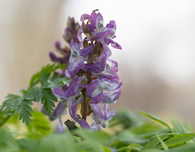 <i class='fa fa-user'></i>&nbsp;Tim Oord&nbsp;|  Holwortel&nbsp; <i class='fa fa-eye'>&nbsp;41</i> &nbsp;<i class='fa fa-thumbs-up'>&nbsp;1</i> &nbsp; <i class='fa fa-comment-o'>&nbsp;1</i>