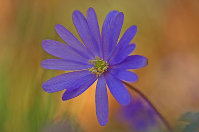 <i class='fa fa-user'></i>&nbsp;Cor&nbsp;|  Blauwe Anemoon&nbsp; <i class='fa fa-eye'>&nbsp;70</i> &nbsp;<i class='fa fa-thumbs-up'>&nbsp;12</i> &nbsp; <i class='fa fa-comment-o'>&nbsp;9</i>