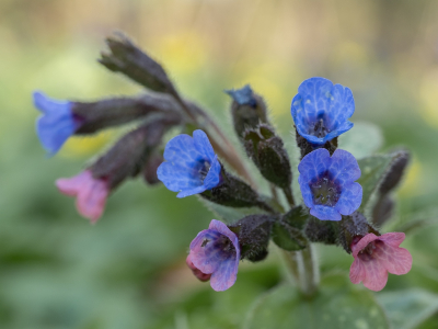 <i class='fa fa-user'></i>&nbsp;Tim Oord&nbsp;|  Gevlekt Longkruid&nbsp; <i class='fa fa-eye'>&nbsp;58</i> &nbsp;<i class='fa fa-thumbs-up'>&nbsp;5</i> &nbsp; <i class='fa fa-comment-o'>&nbsp;4</i>