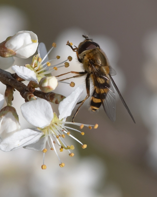 <i class='fa fa-user'></i>&nbsp;Johan van Gurp&nbsp;|  Bosbandzweefvlieg&nbsp; <i class='fa fa-eye'>&nbsp;48</i> &nbsp; <i class='fa fa-comment-o'>&nbsp;3</i>